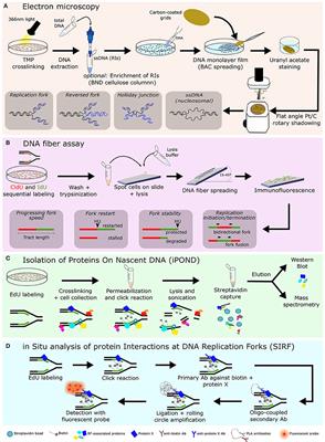 Replication Fork Remodeling and Therapy Escape in DNA Damage Response-Deficient Cancers